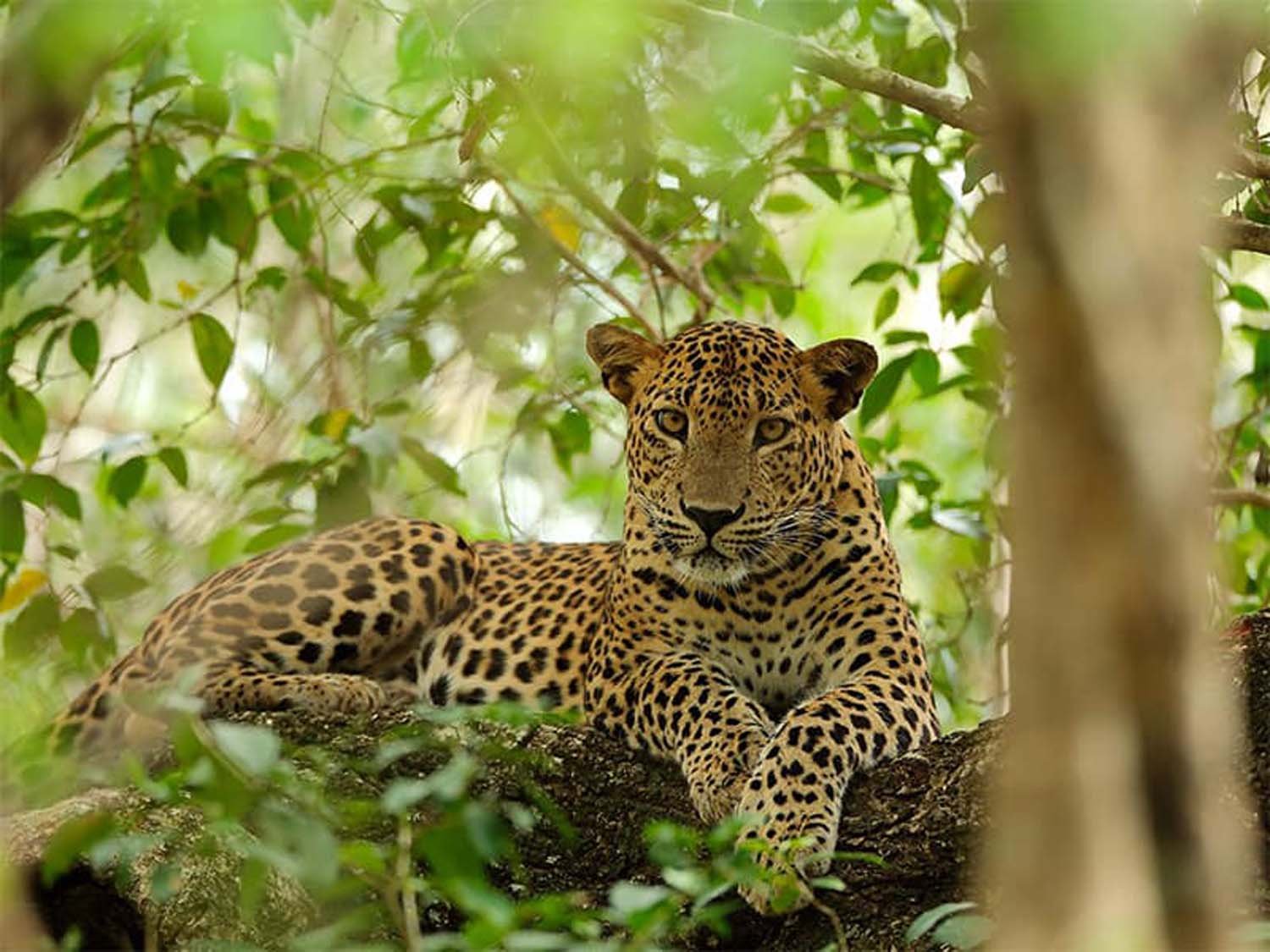 Sri Lankan leopard